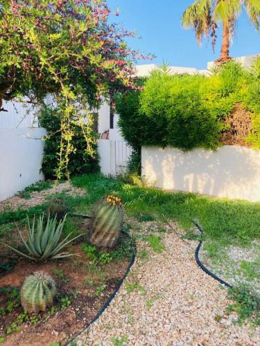 cactus in entry yard
